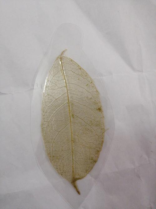 不锈钢的礼品书签，不锈钢的礼品书签怎么做，如何做叶脉书签?最简单有效的方法？