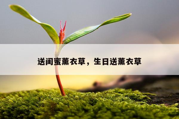 送闺蜜薰衣草，生日送薰衣草